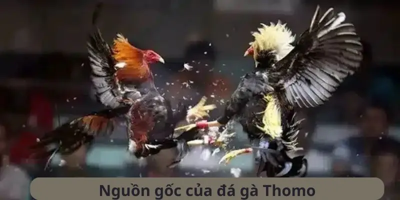 Bao quát về đá gà Thomo